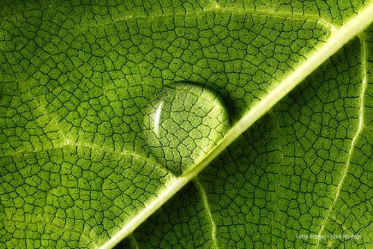 Green leave with a drop of water